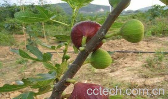 无花果根的功效与作用-1