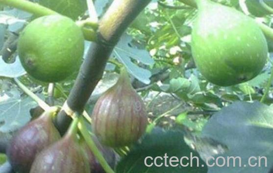 无花果根的功效与作用-0