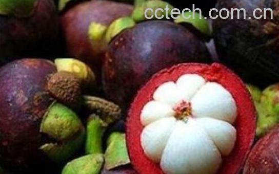 山竹怎么吃 山竹的食用方法大全-0