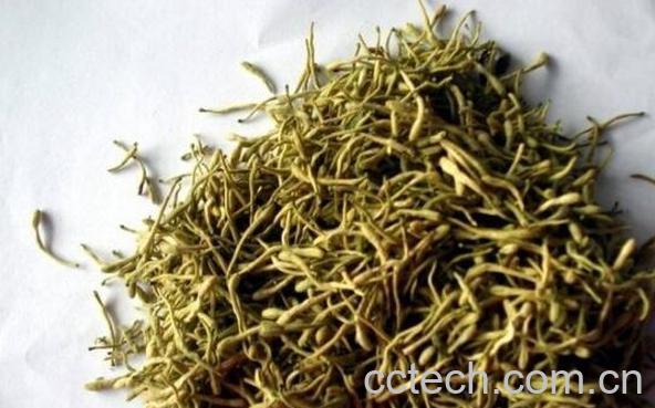 金银花茶的功效与作用及副作用-1