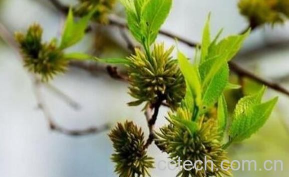 杜仲雄花茶如何泡 杜仲雄花茶的正确冲泡方法-0