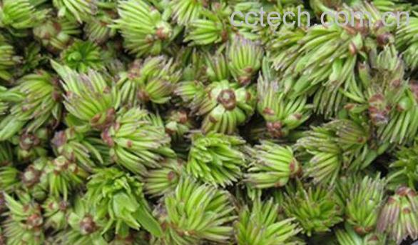 杜仲雄花茶如何泡 杜仲雄花茶的正确冲泡方法-1