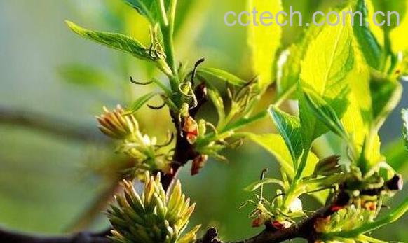 杜仲雄花茶的作用与功效-0