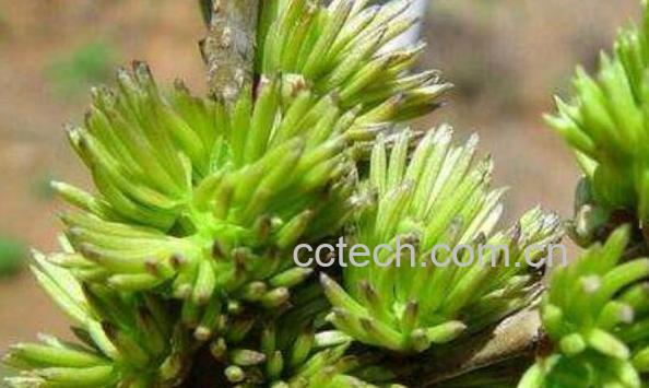 杜仲雄花茶的作用与功效-1