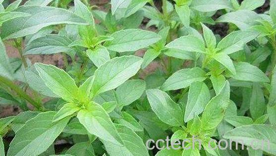 荆芥熬茶有什么作用 荆芥泡茶洗什么作用-0