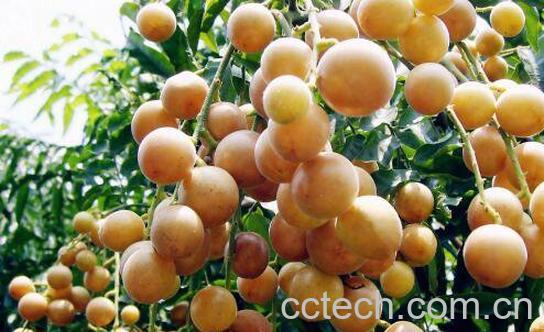 黄皮酒怎么做 黄皮酒的制作方法-0