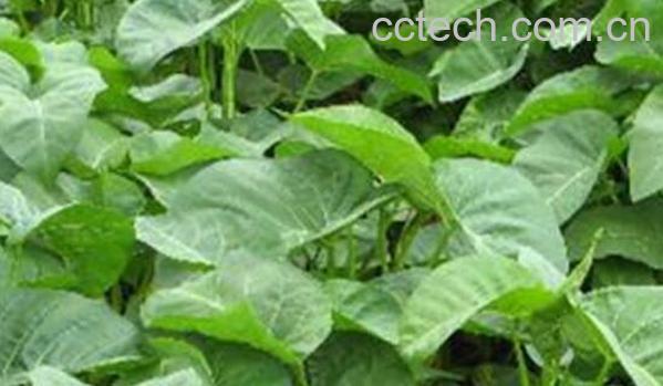 鲜荆芥如何做茶 鲜荆芥做茶的方法-1