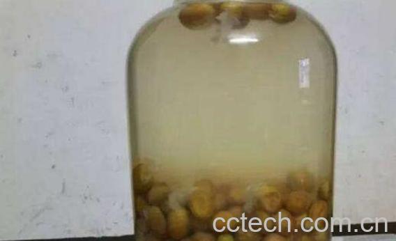 黄皮酒怎么做 黄皮酒的制作方法-1