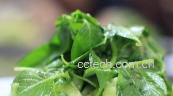 鲜荆芥如何做茶 鲜荆芥做茶的方法-0