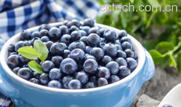 蓝莓酒怎么做 蓝莓酒的做法教程及功效-1