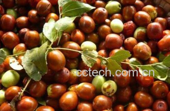 酸仁枣的功效与作用-1