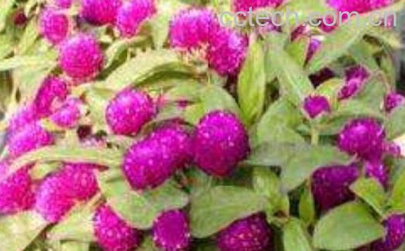 千日红怎么泡茶 千日红千日红花茶的冲泡方法-1