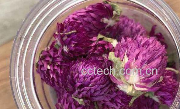 千日红怎么泡茶 千日红千日红花茶的冲泡方法-0