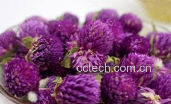 千日红花茶的功效与作用及禁忌-0