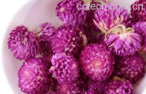 千日红花茶的功效与作用及禁忌-1