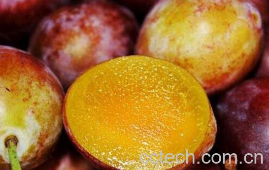 西梅的功效与作用及食用方法-1