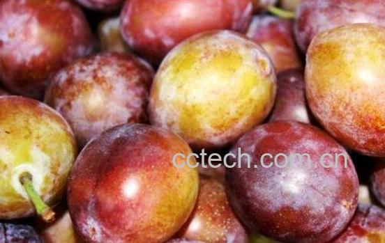 新鲜西梅的功效与作用-1