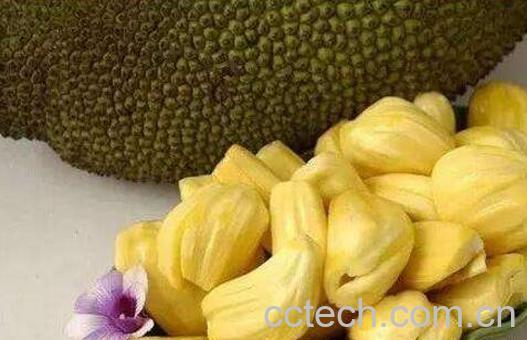 菠萝蜜的营养价值 吃菠萝蜜有什么禁忌-0