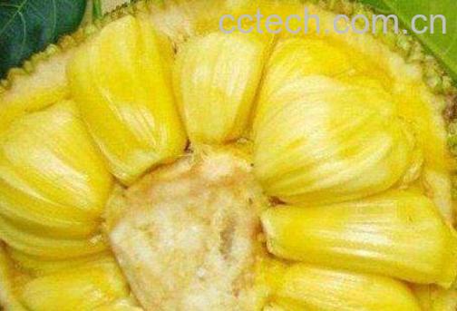 菠萝蜜的营养价值 吃菠萝蜜有什么禁忌-1