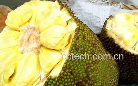 菠萝蜜怎么剥皮 菠萝蜜快速剥皮小窍门-0