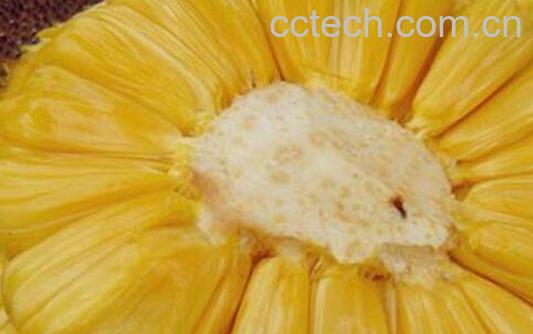 菠萝蜜怎么剥皮 菠萝蜜快速剥皮小窍门-1