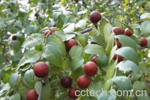 野生山枣泡酒的功效-0