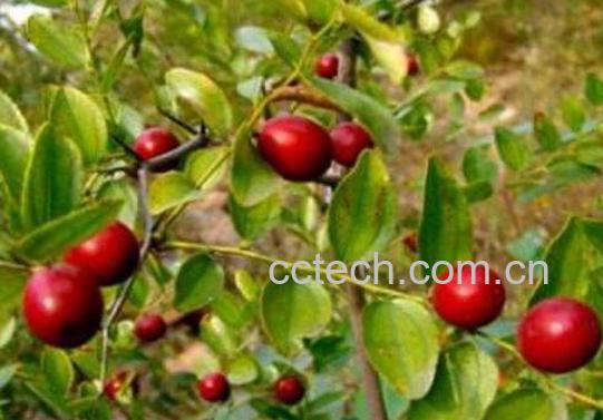 野生山枣泡酒的功效-1