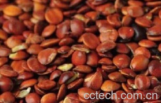 炒酸枣仁的功效与作用 炒酸枣仁的常见吃法-1