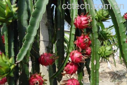 火龙果可以空腹吃吗 空腹吃火龙果的危害-0