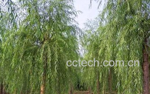 柳尖泡茶的功效与作用-1