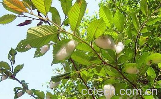 柳尖泡茶的功效与作用-0