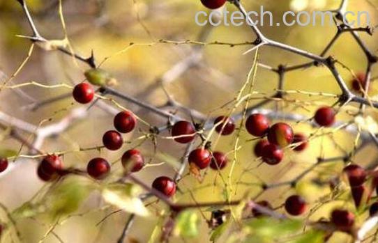 野生山枣的功效与作用-0