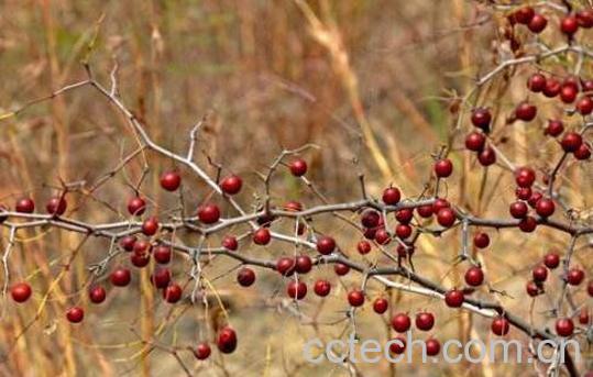 野生山枣的功效与作用-1