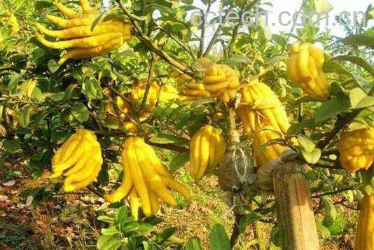 佛手柑怎么吃 佛手柑的食用方法-0