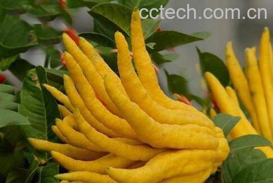 佛手柑怎么吃 佛手柑的食用方法-1