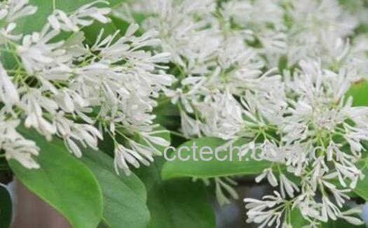 流苏茶的功效与作用-1