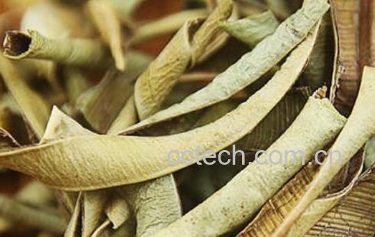 怎样自制芦荟干茶 新鲜芦荟怎么做芦荟茶-0