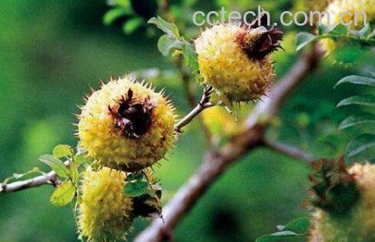  刺梨果图片 刺梨果泡水喝的功效-1