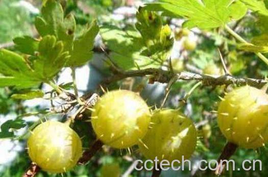 刺梨果怎么吃 刺梨果的吃法技巧-0