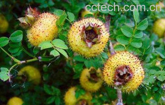 刺梨果怎么吃 刺梨果的吃法技巧-1