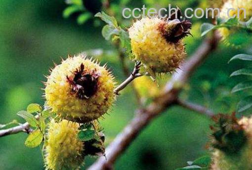 刺梨果的功效与作用有哪些-0