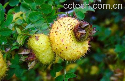 刺梨果的功效与作用有哪些-1