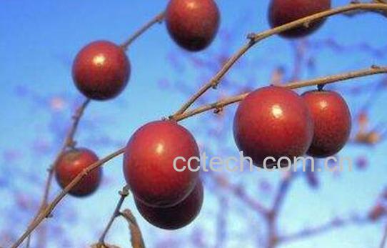 山枣泡水喝有什么作用-0