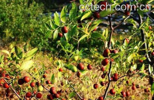 山枣泡水喝有什么作用-1