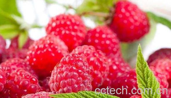 覆盆子茶的功效与作用-0