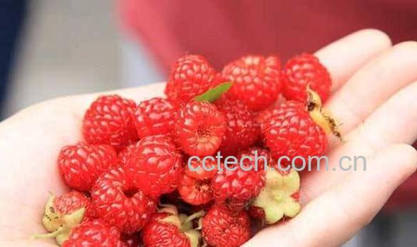 覆盆子茶的功效与作用-1