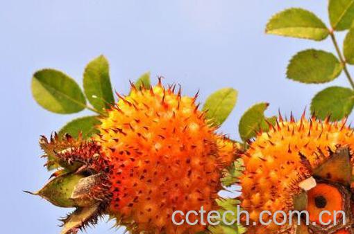 野生刺梨的功效和作用-0