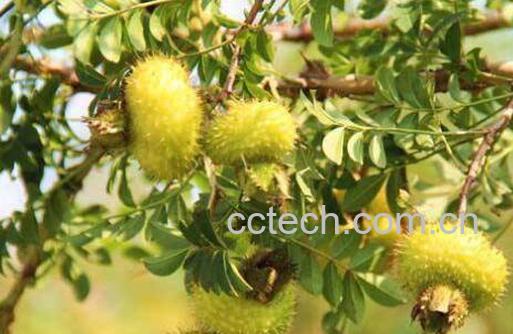 野生刺梨的功效和作用-1