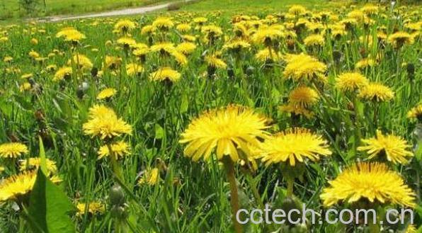 蒲公英花的功效与作用及食用方法-1
