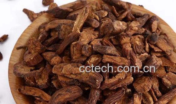 蒲公英根茶的功效与作用有哪些-0